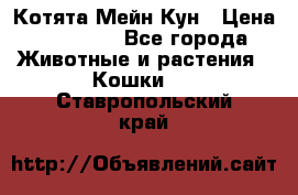 Котята Мейн Кун › Цена ­ 15 000 - Все города Животные и растения » Кошки   . Ставропольский край